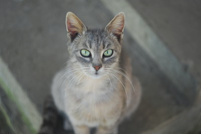 银虎斑猫向上看
